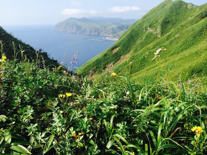 高山植物が揺れるなか、“礼文ブルー”の美しさに感動します