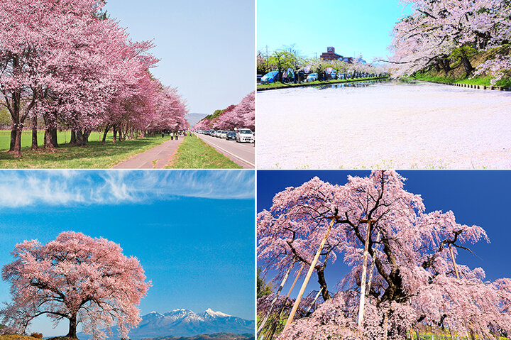 7kmも続く静内の桜並木から、愛され続ける古木・根尾谷の淡墨桜まで！東日本の桜の名所7選