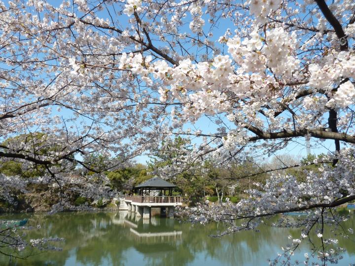 名古屋随一の花見スポット「鶴舞公園」