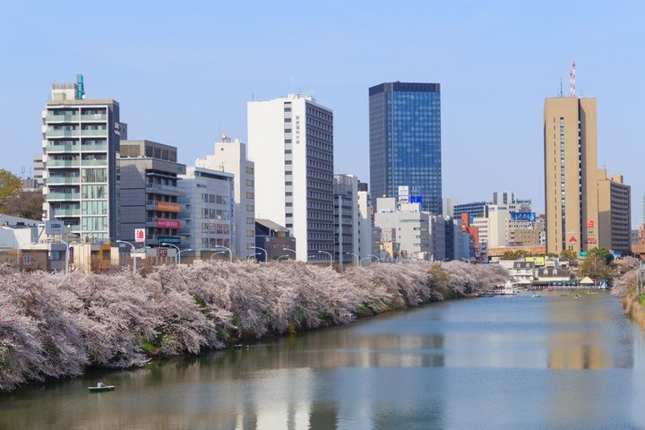 お濠沿い2kmに渡って続く桜並木の下を歩こう