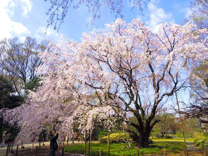 樹齢は約70年。六義園のしだれ桜