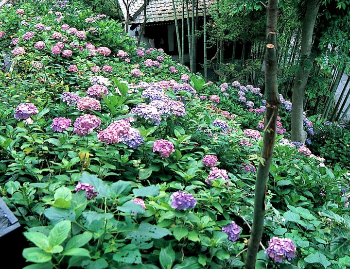 アジサイの向こうに由比ガ浜を眺める“花の寺”「長谷寺」