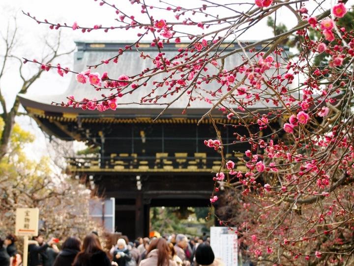 京都を代表する梅の名所「北野天満宮」