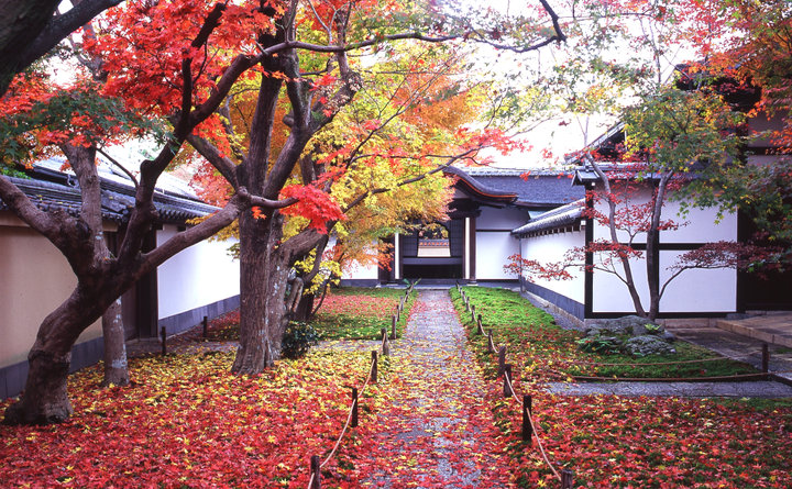 朝もみじは、洛北の禅寺・大徳寺黄梅院へ