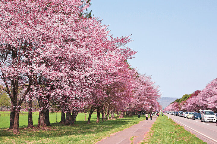 【北海道新ひだか町】どこまでも続きそう！「静内二十間道路桜並木」