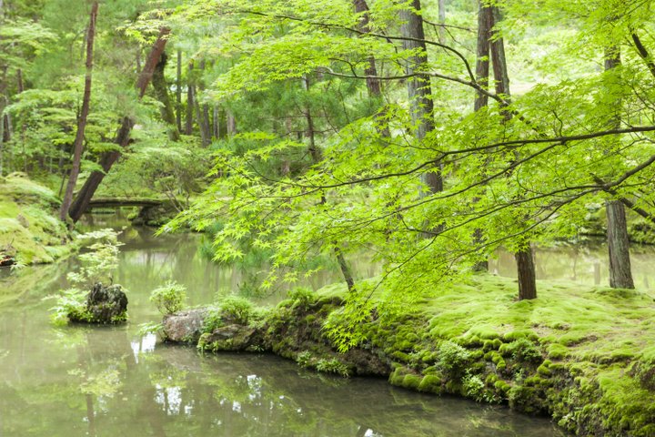 みずみずしく輝く苔が、境内一面を覆う「西芳寺」