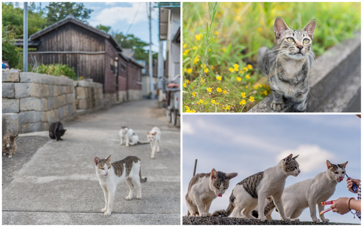 たくさんの猫がお出迎え♪