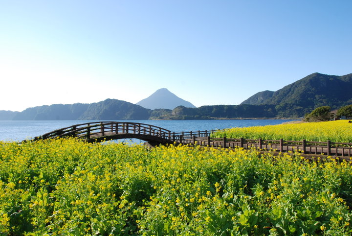 ひと足先に春を感じに♪12月に菜の花が開花する池田湖へ