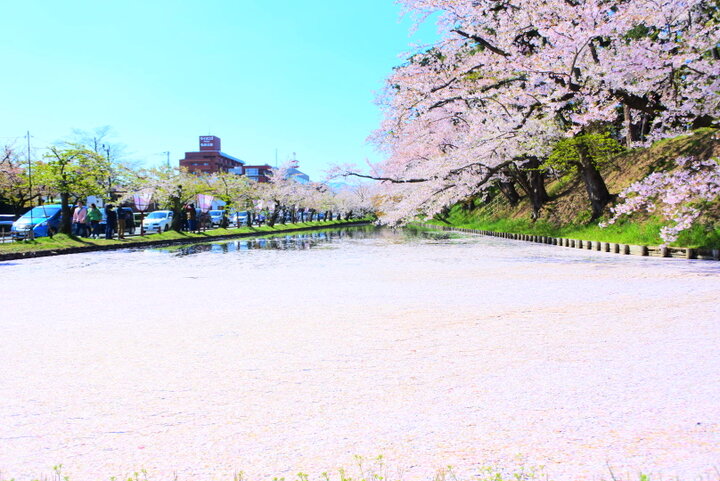 【青森県弘前市】散りぎわまでも美しい「弘前公園」