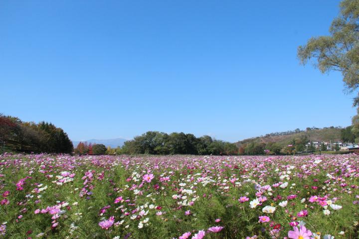 秋の風物詩・コスモスが彩る花畑へ