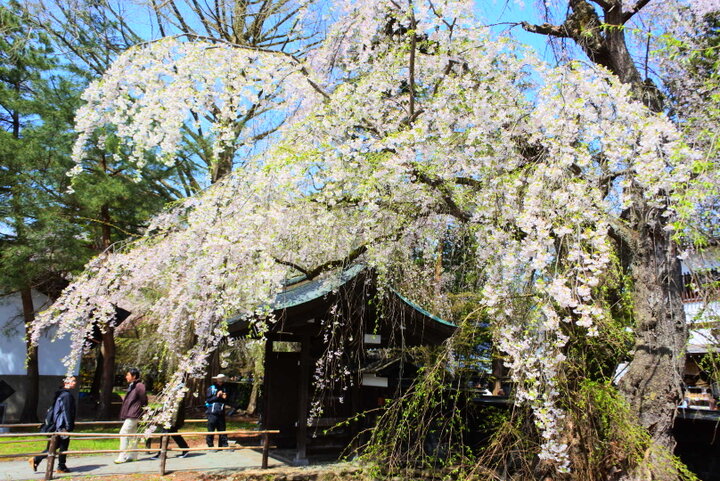 【秋田県仙北市】みちのくの小京都を彩る「角館のしだれ桜」