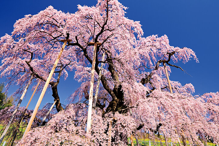 【福島県三春町】流れ落ちる滝のような「三春滝桜」