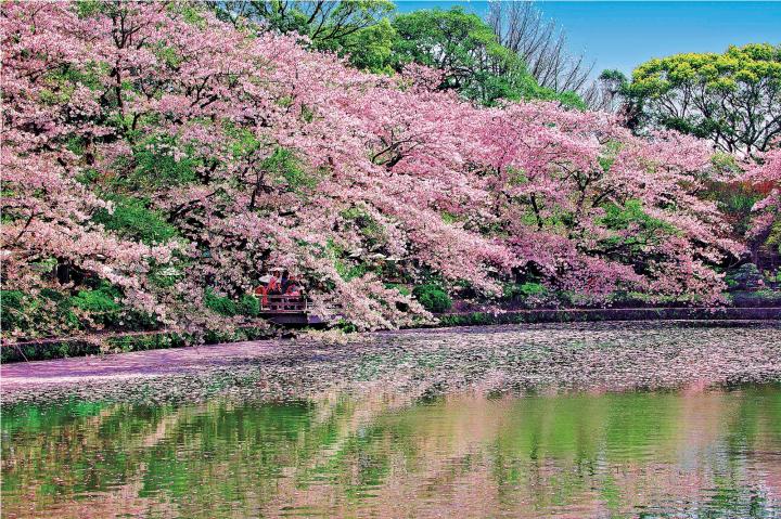 鶴岡八幡宮まで足を伸ばして、桜を眺めにのんびり散策