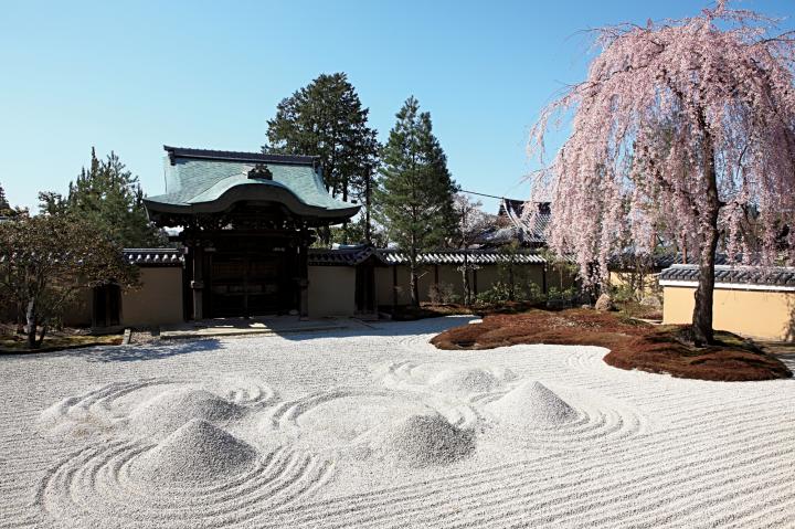 春ならではのお花見やライトアップも