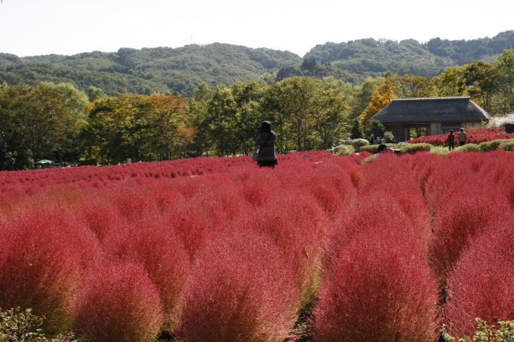 まあるいフォルムがキュートな、秋色に染まるコキア