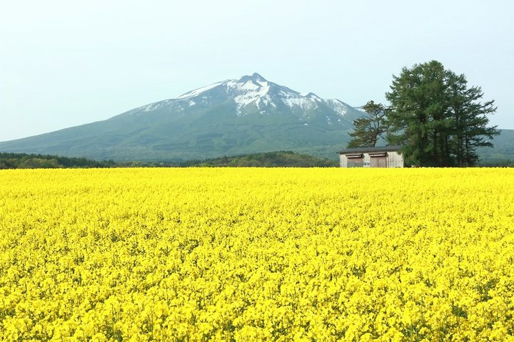 【黄金色】春の岩木山