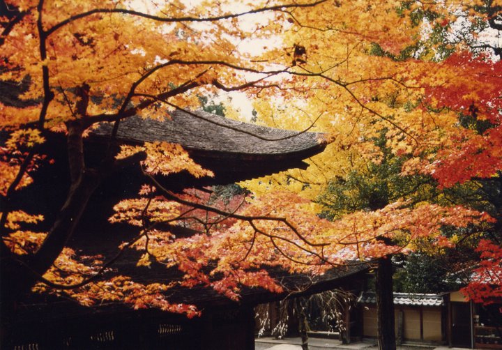 あわせて訪れたい古刹の紅葉「定光寺」