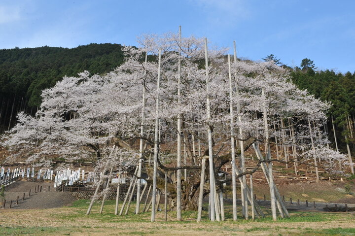 【岐阜県本巣市】危機を乗り越えて咲き続ける「根尾谷淡墨桜」