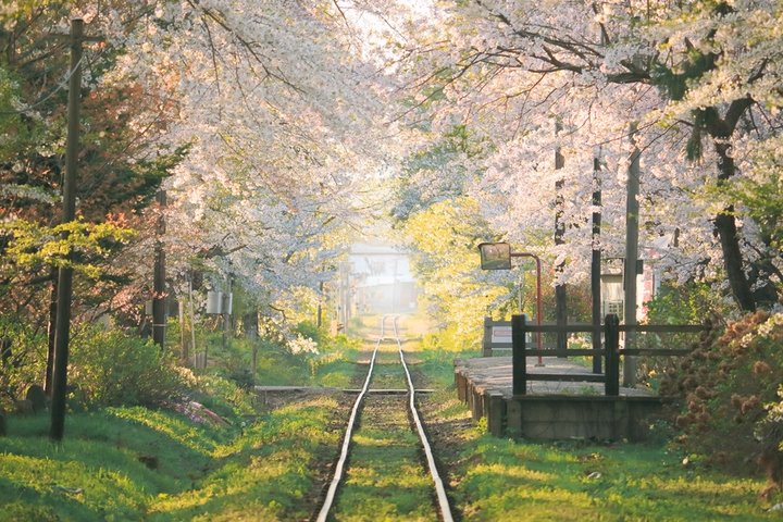 【桃色】春の津軽鉄道 芦野公園駅